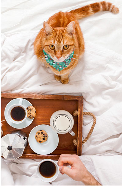 Newsletter_Pet-Bandana-2-R.jpg
