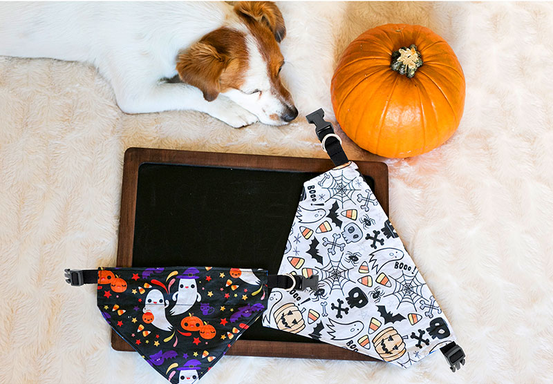 Newsletter_Pet-Bandana-3.jpg