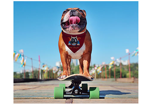 Newsletter_Pet-Bandana-5-L-1.jpg