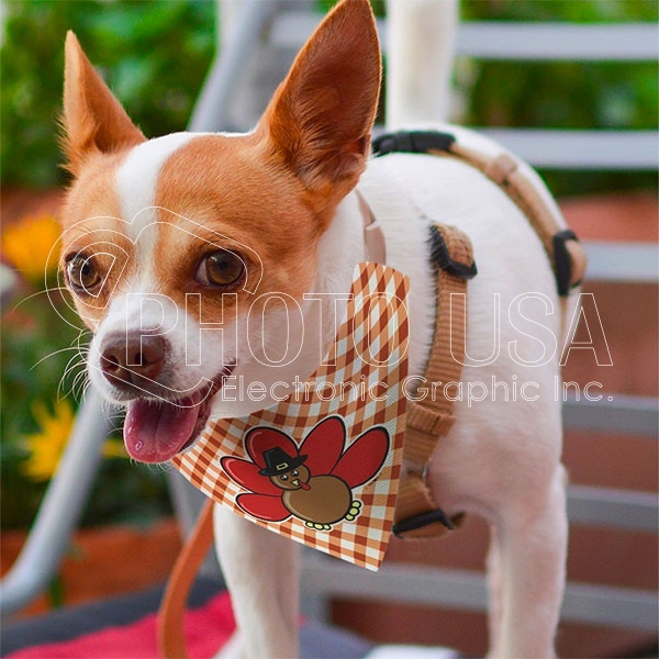 pet-Bib.jpg